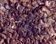 Soluble Nylon In Conservation 48